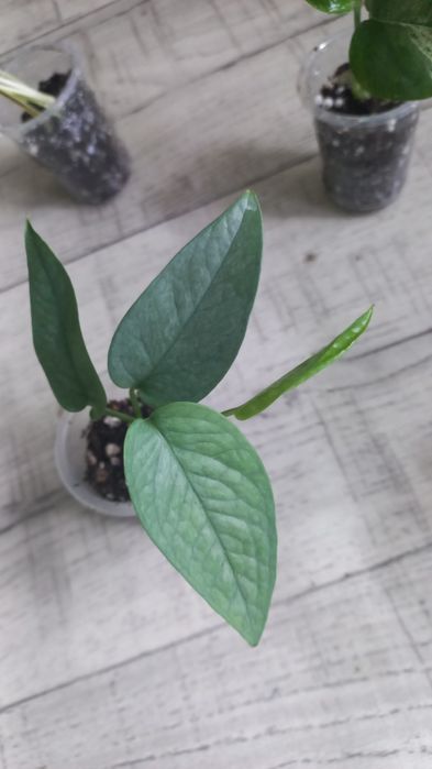 Комнатные растения.