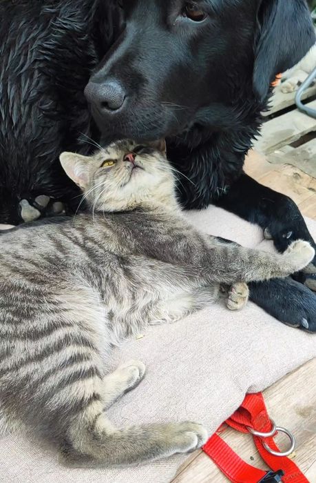 В хорошие и добрые руки кошечка