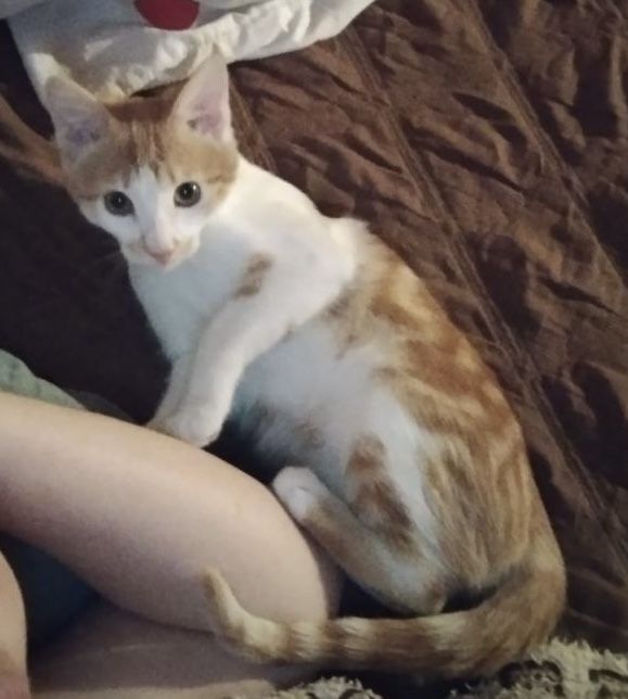 Отдам котика в добрые рук