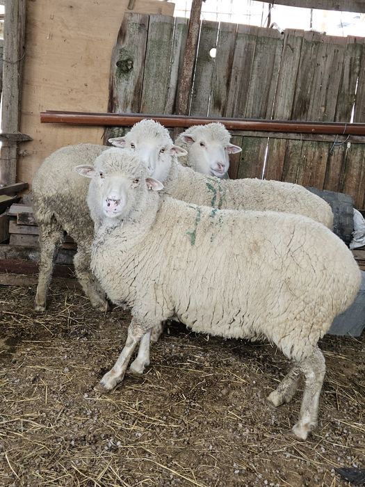 Қой бараны овцы сатам 3 бас  бар