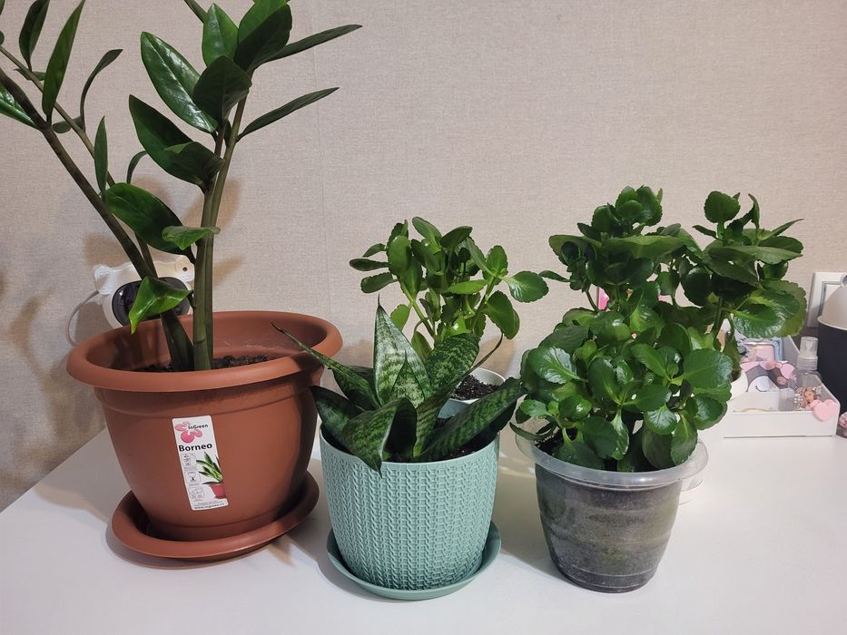 Сансевиерия,  20 см.