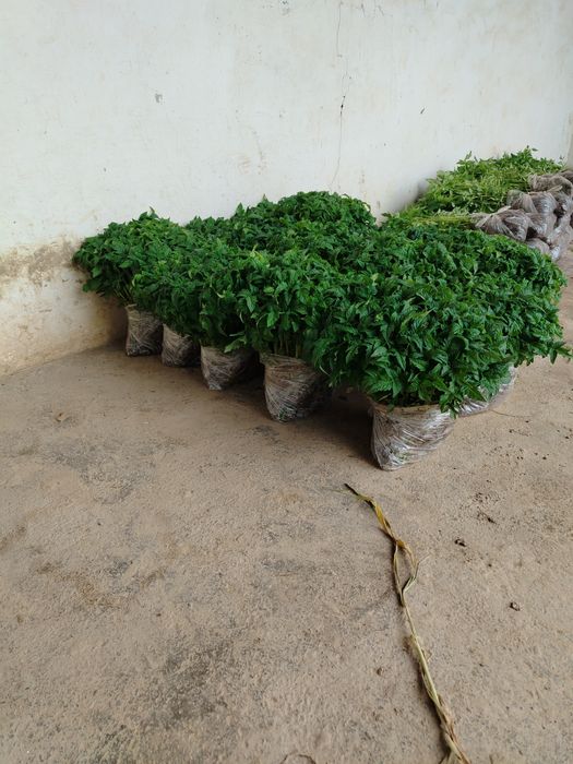 Помидор, Болгария, баклажан кучатлари сотилади