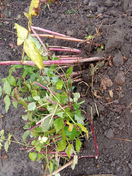 Продам саженцы малины