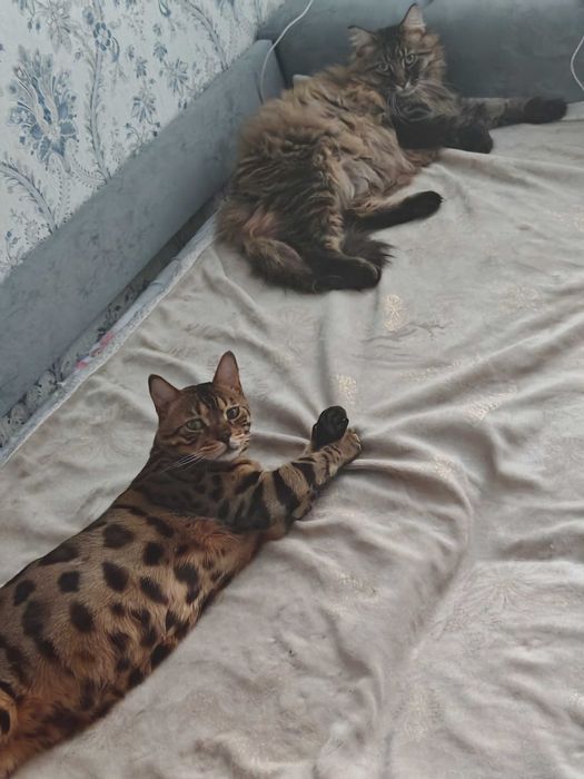 Потерялся кот Косшы