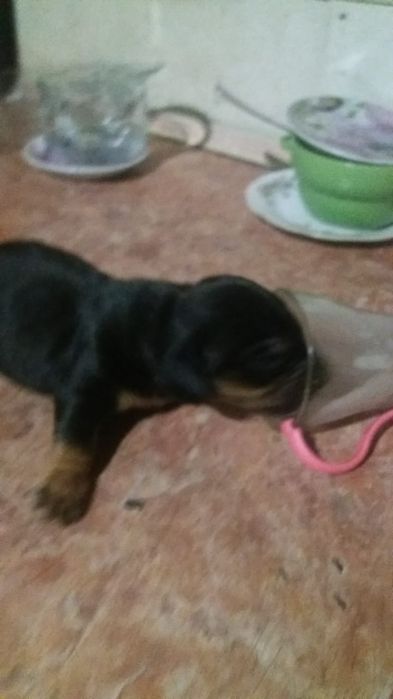 Открыта броньна щенков