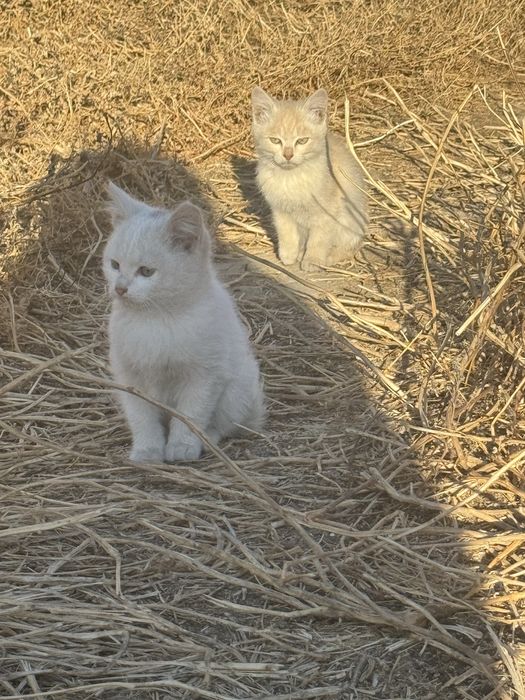 Котята бесплатно