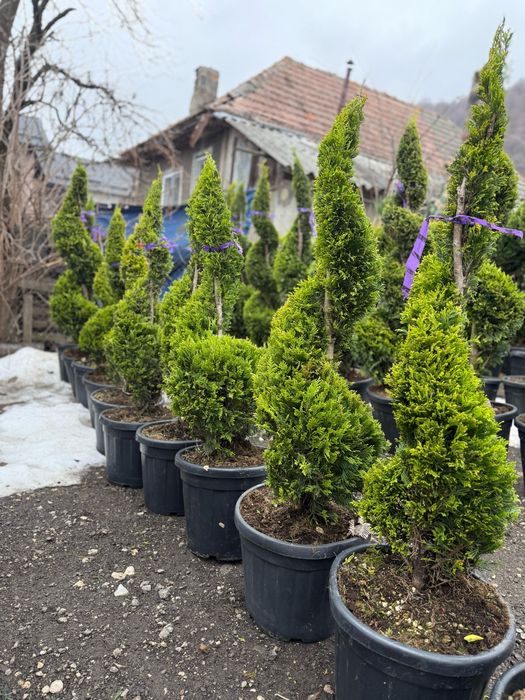 Plante ornamentale calitate premium