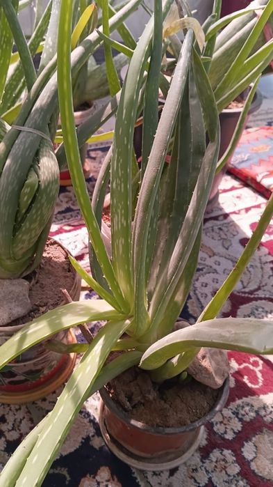 Лечебный алоэ сатылады