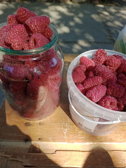 Продам малину , сладкая