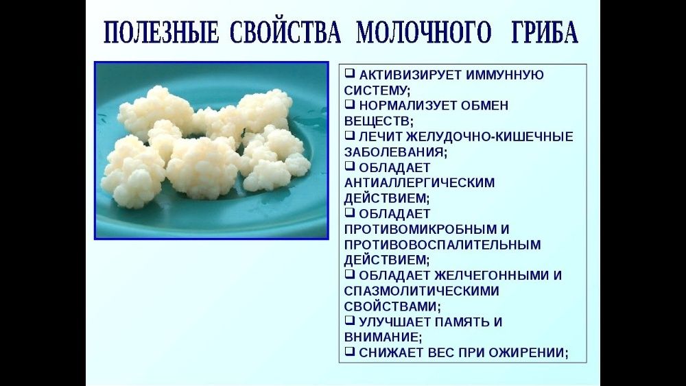 Молочный гриб (тибетский)