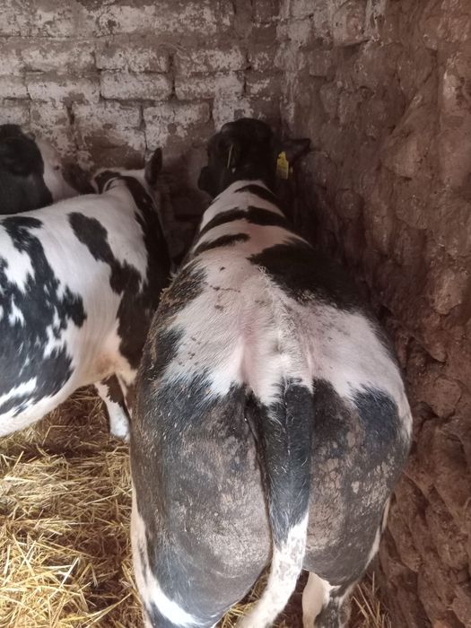 Vând 4 viței belgieni