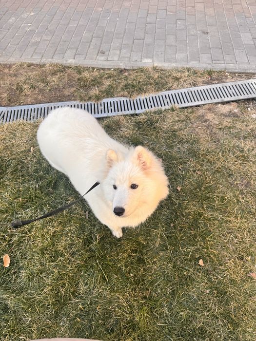 Самоед Лайка. 6 месяцев.