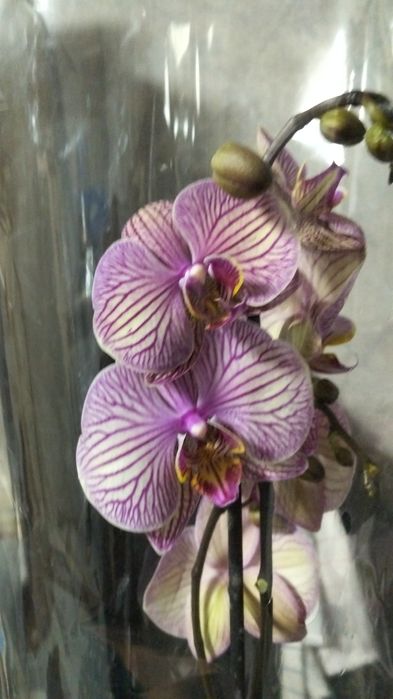Ппродам орхидеи фаленопсис