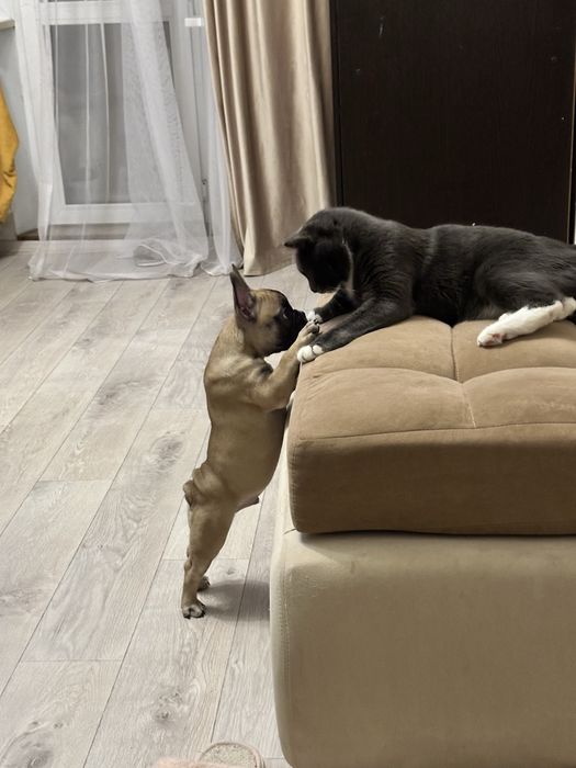 Французский бульдог