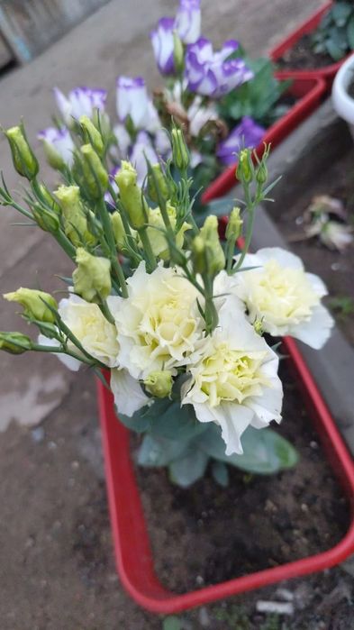 Цветы. Цветы. Цветы.