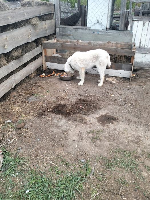 Продам шенка алабая
