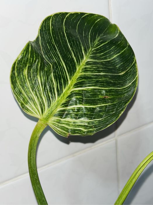 Филодендрон Биркин