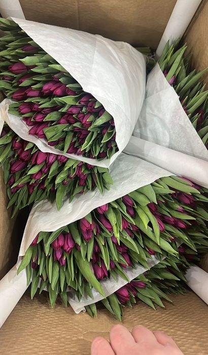 Тюльпаны оптом по 450тг