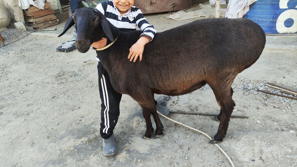 Hisori qoy..tumorli haqiqiy surxandaryo qoyi.