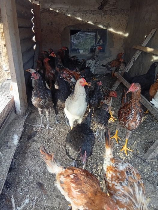 Продам молодых 4-5 месячных курочек.