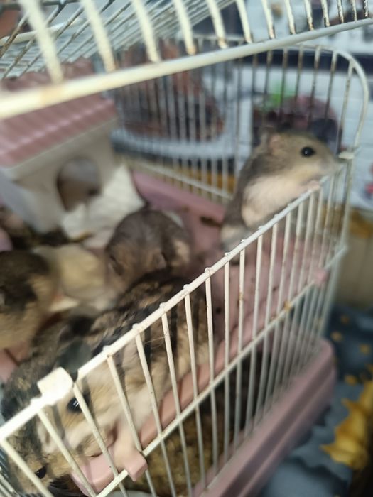 Продам  недорого хомячков