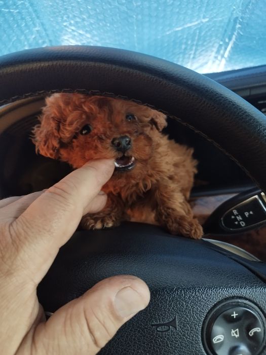 Tea Cup Пуделче лицензиран развъдник  Ред Дог