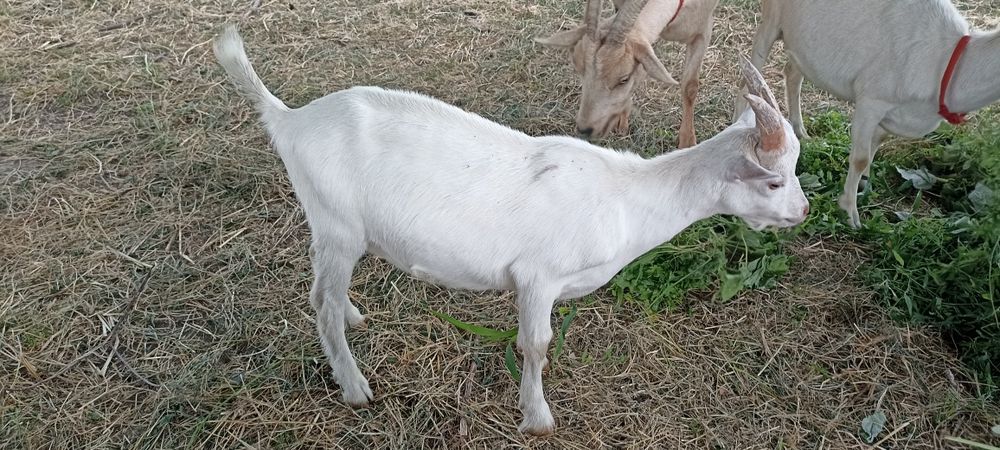 2 iezi și o iediță de vânzare din mame bune de lapte