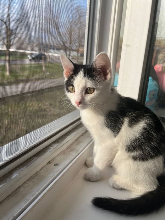 Котенок в добрые руки