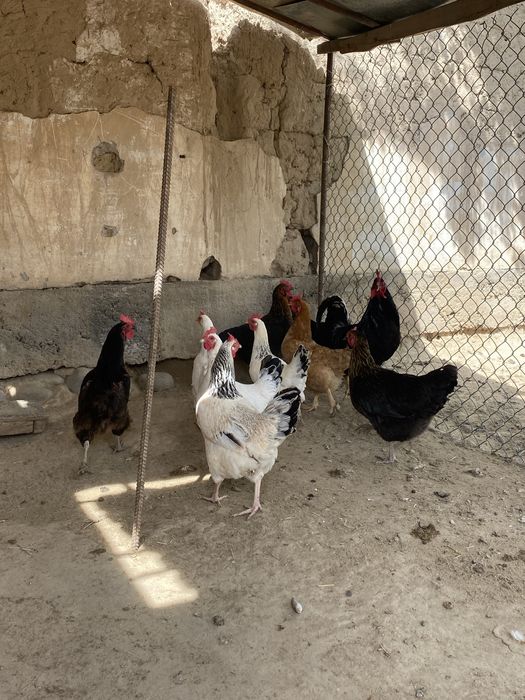 Тауықтар сатылады