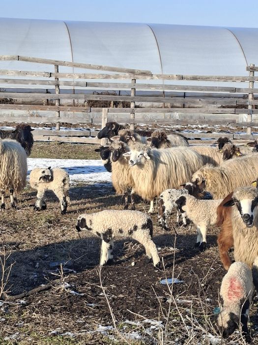 Vand 52 de oi cu miei