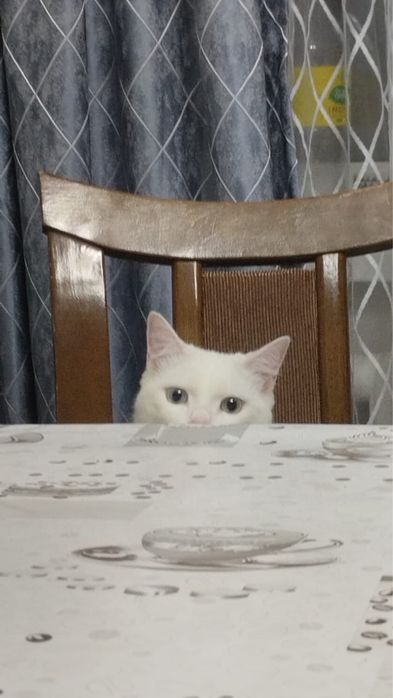 Кот по имени Каспер