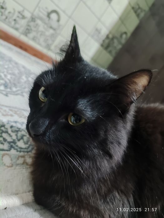 Черный кот. Домашний, питается кормом