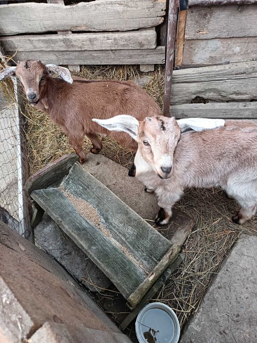 Vând /Schimb 2 capre Anglo Nubian și Metis Alpin