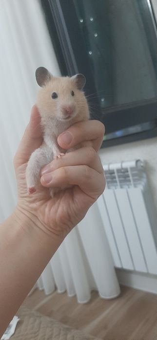Qizbola  hamyak ismi juju 5 oylik tuģiwga tayor 50 min