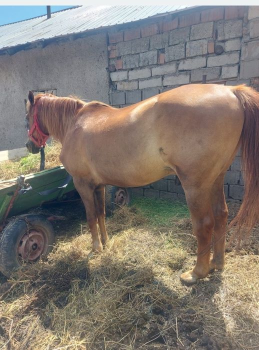 Vând cal castrat de 7 ani