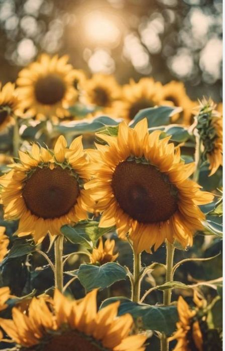 Закупаю семечку подсолнуха