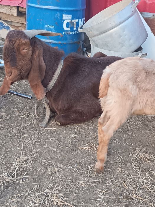 Лақтар сатылады Ұрғашы еркек