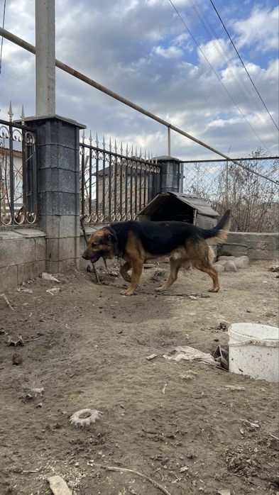 Продается немецкая овчарка