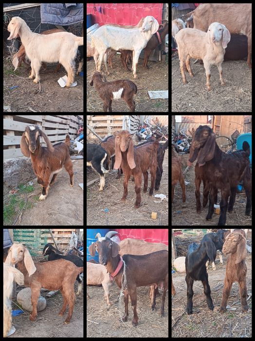 Камори коза козёл козлята