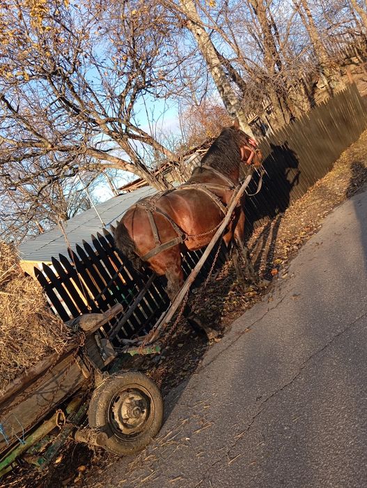 Armăsar de vânzare