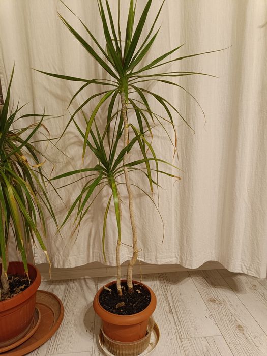 Драцени маргината и драцена фрагранс 100-120см