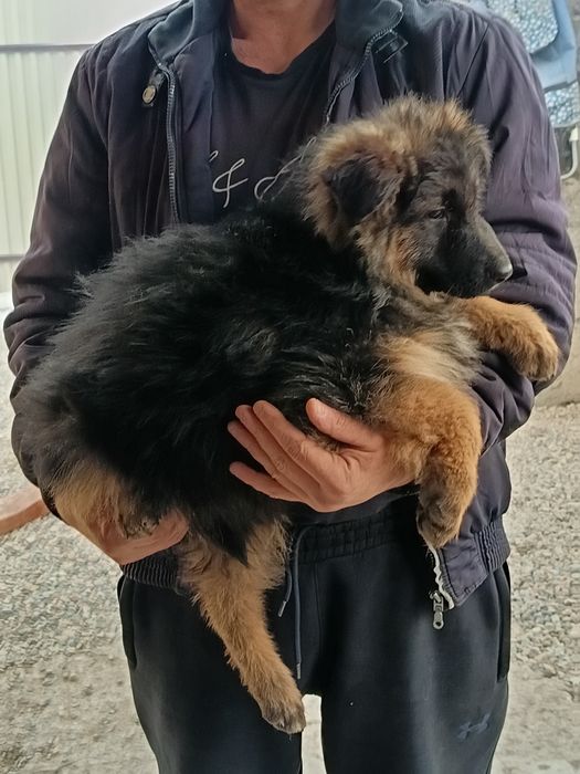 Немецкая длинношерстная овчарка