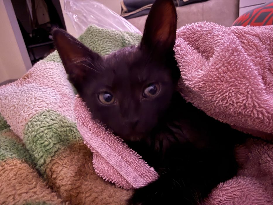 Маленкий котенок мальчик