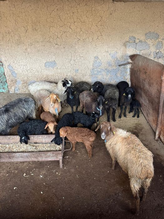 8 қозлы қой сатылады