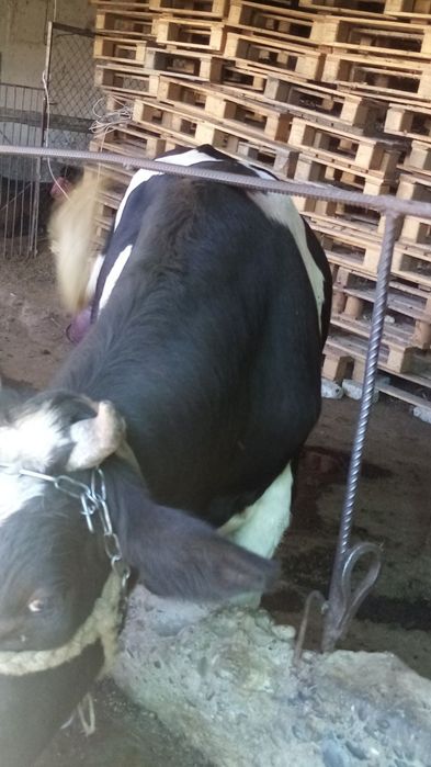 Boqilgan novvoslar bor