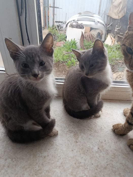 Веселые котята крысоловы