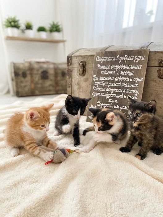 Котята в добрые руки