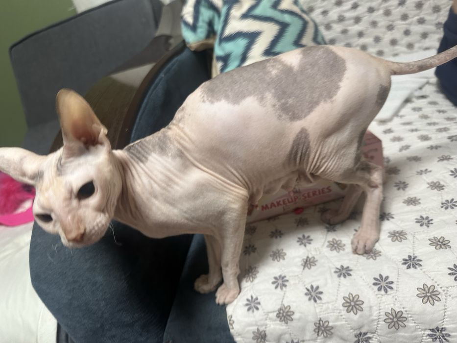 Донской сфинкс котята велюровые