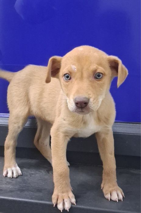 отдам щенка в добрые руки