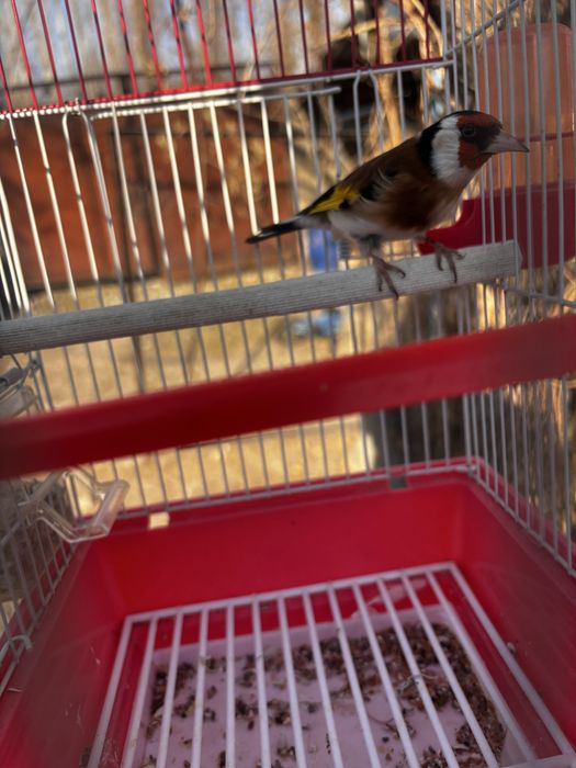 Продам годовалый черноголовый щигол